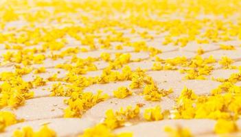yellow flowers on floor photo
