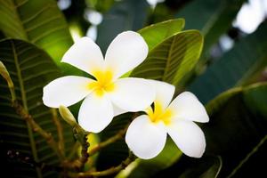 flores de plumeria blancas frescas foto