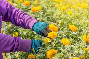 hand picking up marigold flowers in garden photo