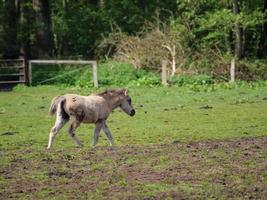 wild horses in westphalia photo