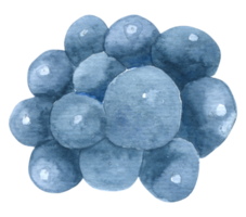 Blueberry watercolor hand paint png