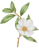 White flower watercolor png