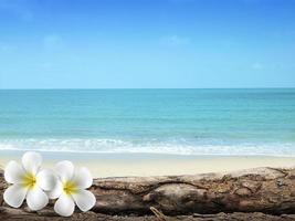 soft focus of Plumeria with white sand and beautiful blue sea over clear blue sky photo