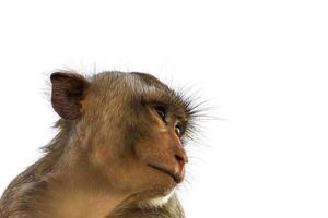 Macaque monkey isolated on white photo