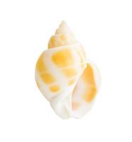 Close-up Marine sea shell isolated photo