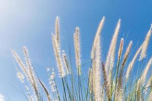 Cogon Grass on blue sky background photo