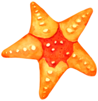 stjärna fisk akvarell handfärg png