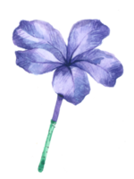 fleur aquarelle fleur de mariage png