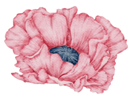 acquerello di fiori di anemone png