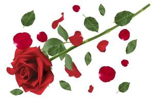 rosa roja y caída de pétalos de rosa roja y hojas verdes aisladas sobre fondo blanco. aplicable para el diseño de tarjetas de felicitación en el día de san valentín foto