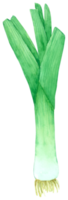 vegetabilisk akvarell handfärg png