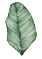 Leaf Element watercolor png