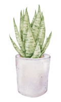 House plant watercolor png