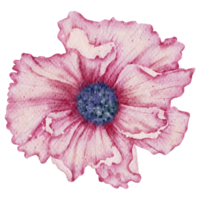 acquerello di fiori di anemone png