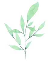 acuarela de elemento de hoja verde png