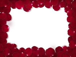 Romantic red rose petals on white background photo