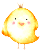 pollo acuarela dibujos animados lindo png