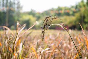 Close up ear of rice in fields photo