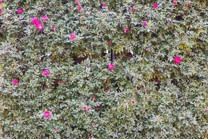 Pink roses in garden photo