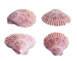 Scallop shall isolated on white photo