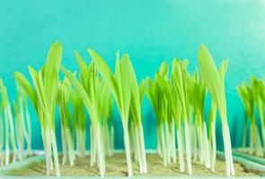 Young corn seedling growing photo