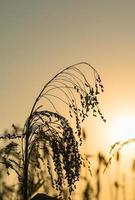 cerrar el sorgo en la puesta del sol del agente de campo foto