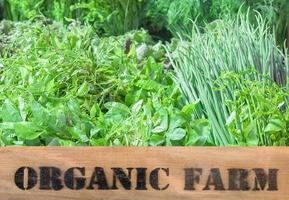 Fresh organic produce in wooden box photo