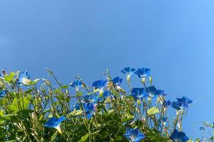 Morning glory flower agent blue sky photo