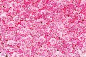 Beautiful Pink carnation flower background photo