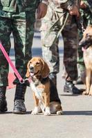 entrenar perros de guerra foto