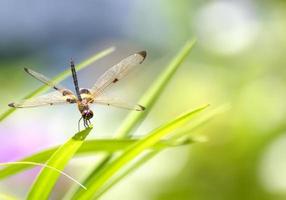 The dragonfly sitting on green leaf photo