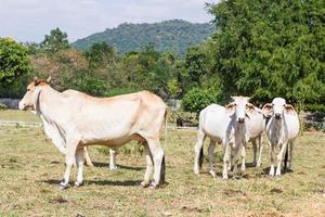 Cow standing in farm photo