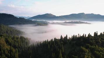 Dense fog covers trees and peaks of Carpathian Mountains in Ukraine video