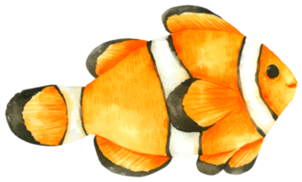 Fish watercolor hand paint png