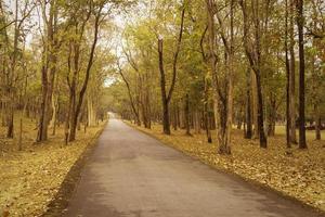 road and autumn forest photo