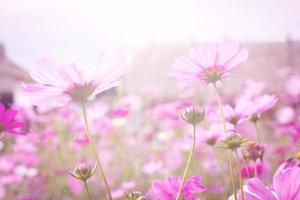 pink cosmos flower blooming in the field, soft focus photo