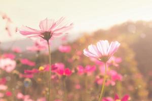 cosmos field at morning photo