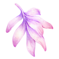 Blumenelement Aquarell Hochzeitsblume png