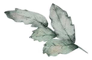 aquarelle de feuilles d'automne png