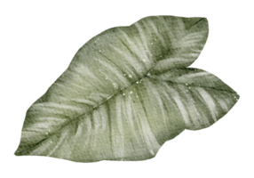 acuarela de elemento de hoja png