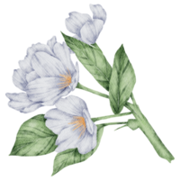 élément de fleur fleur de mariage aquarelle png