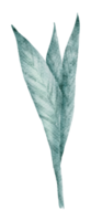 Leaf Element watercolor png