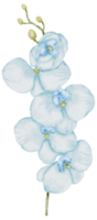 élément de fleur fleur de mariage aquarelle png