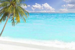 tropical palm tree and blue sea photo