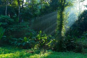 light beam at forest photo