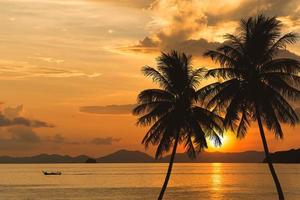 tropical palm tree and sea sunset summer background photo