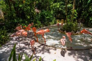 Pink flamingos in the shadow of trees in the park, Playa del Carmen, Riviera Maya, Yu atan, Mexico photo