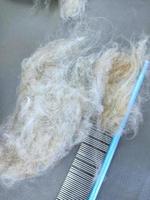 lana en el peine, el concepto de peinar al animal foto