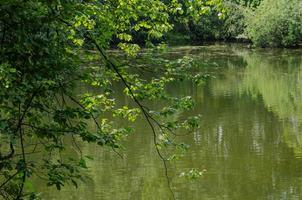 paisaje de verano, orilla del agua con bosque y entrada de reflexión foto