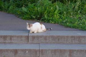 un gato callejero en la ciudad se sienta cerca del césped foto